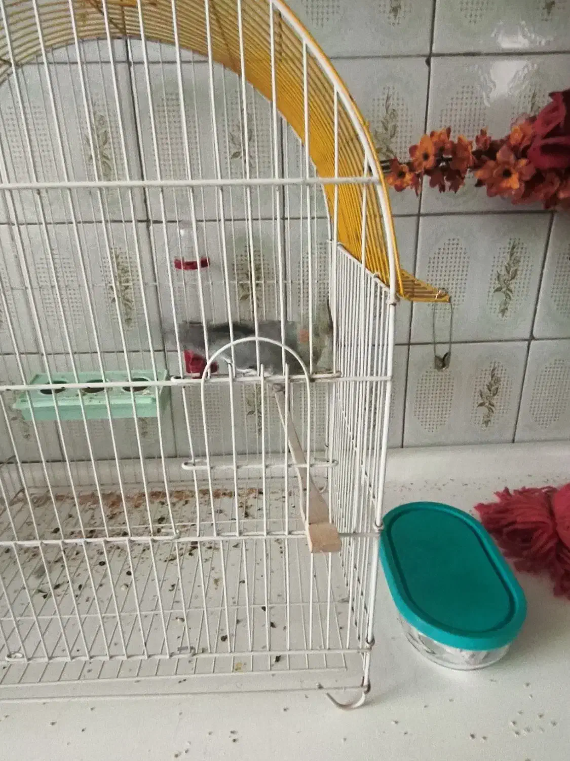 عروس هلندی|پرنده|نقده, |دیوار