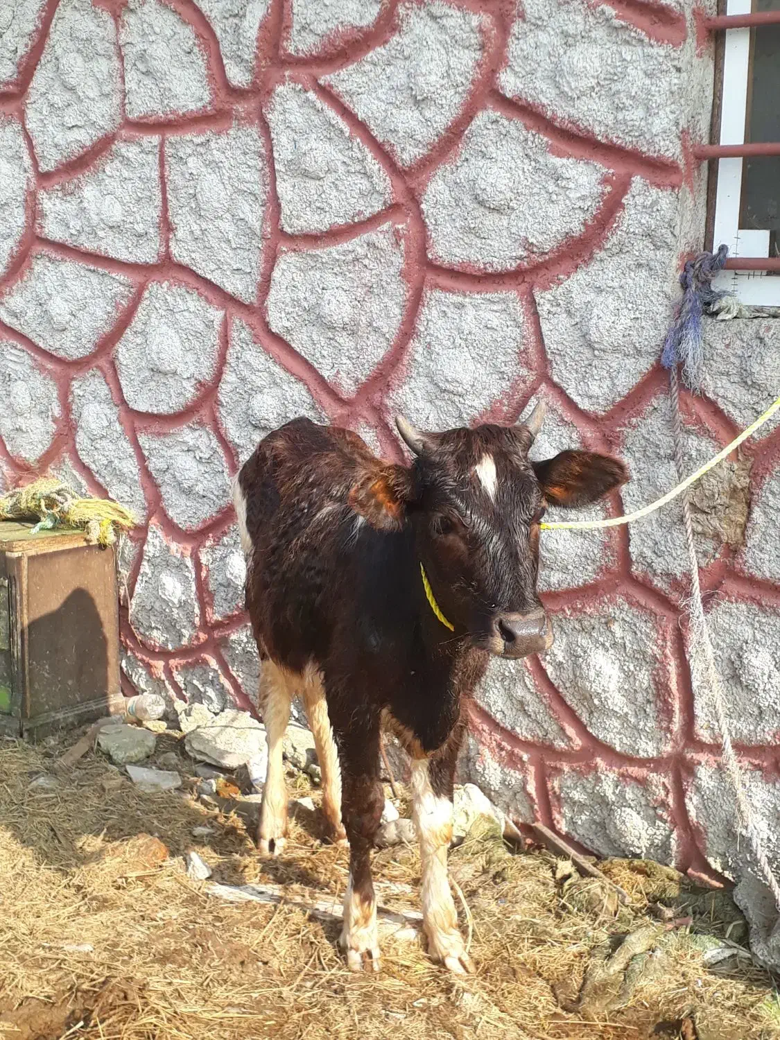 ۱راس لیشه عروسک   گاو ورزا|حیوانات مزرعه|رشت, حومه رشت|دیوار