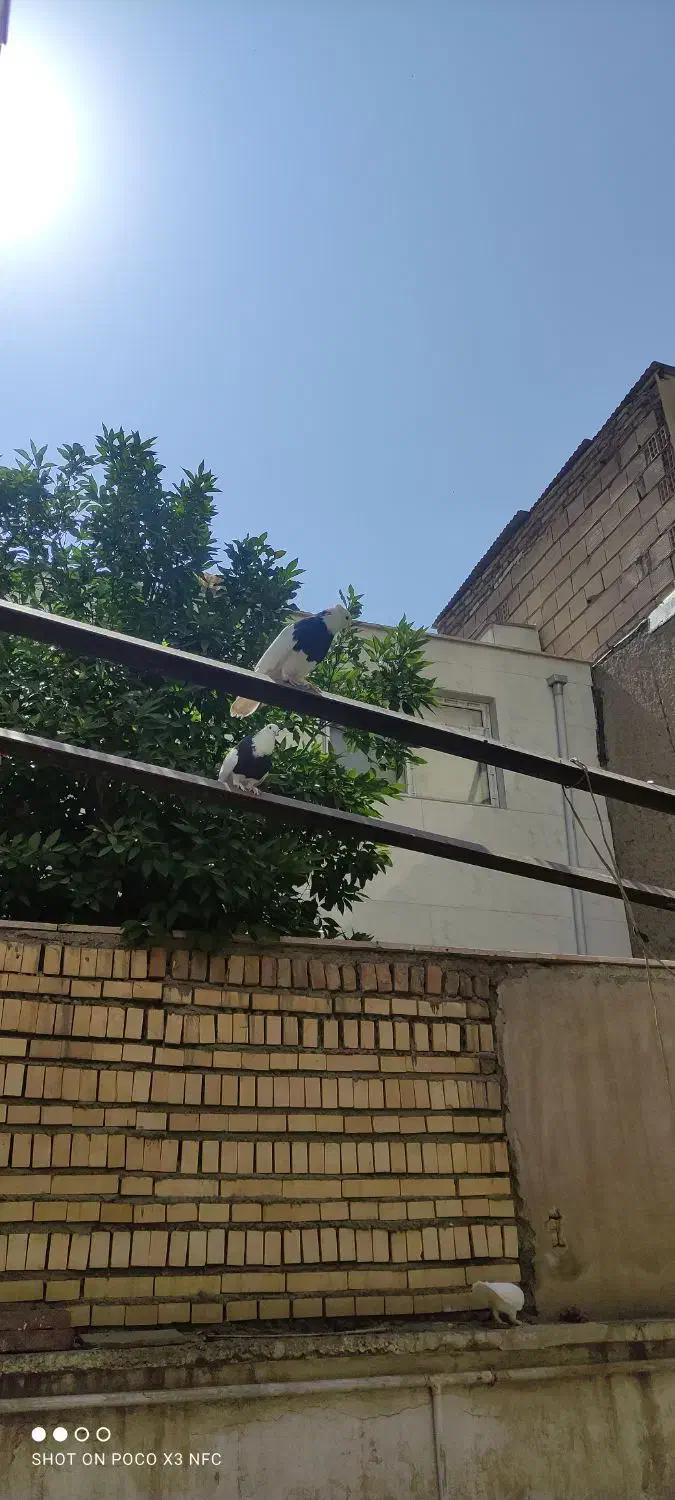 کبوتر طوقی|پرنده|ری, شهادت|دیوار