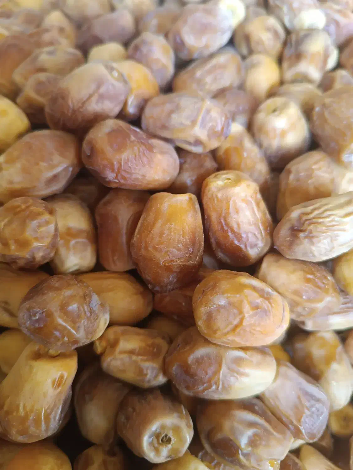 قصب درجه یک|خوردنی و آشامیدنی|شیراز, شهرک مهدیه|دیوار