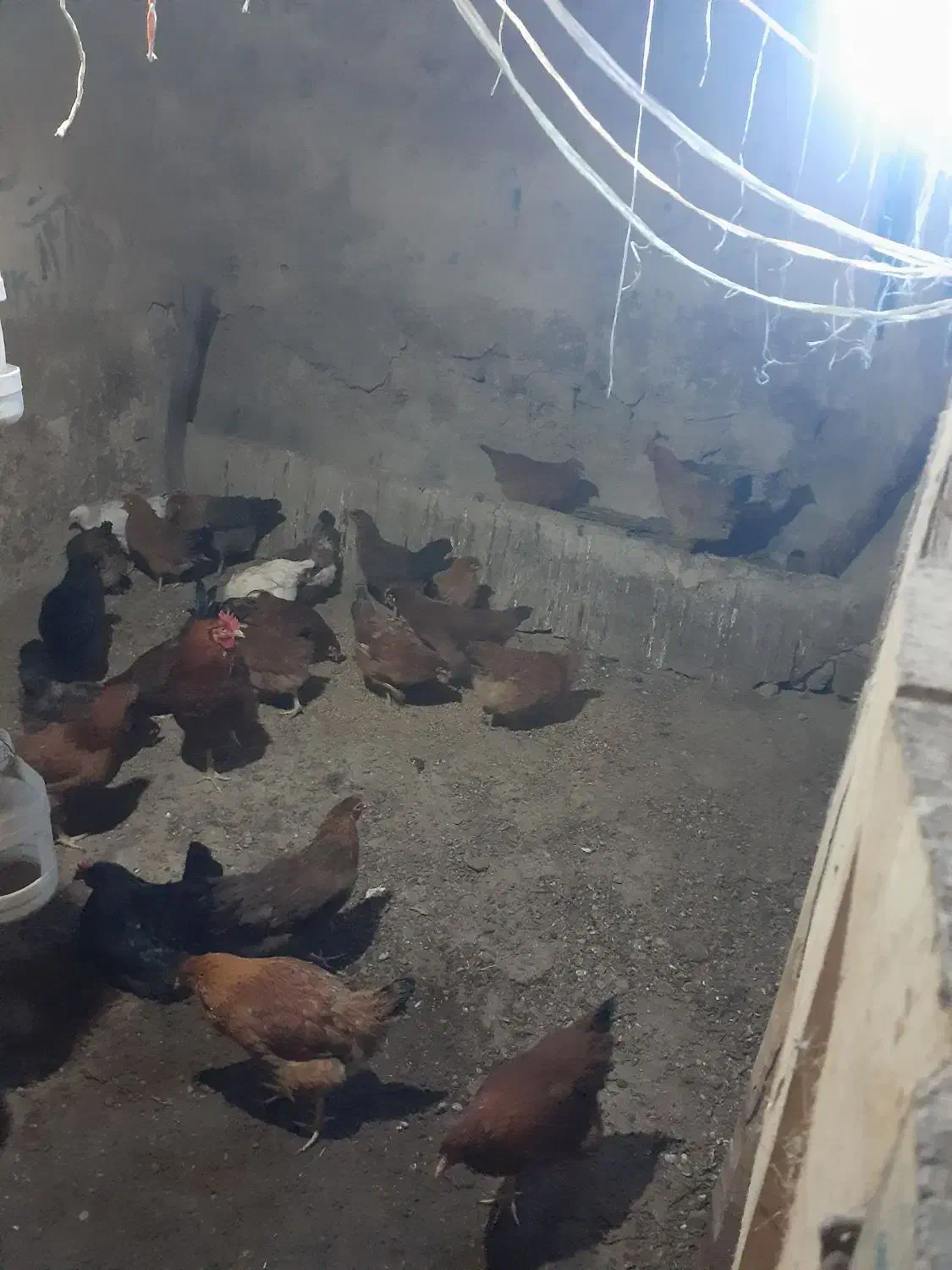 مرغ خانگی|حیوانات مزرعه|کوهسار (آذربایجان), |دیوار