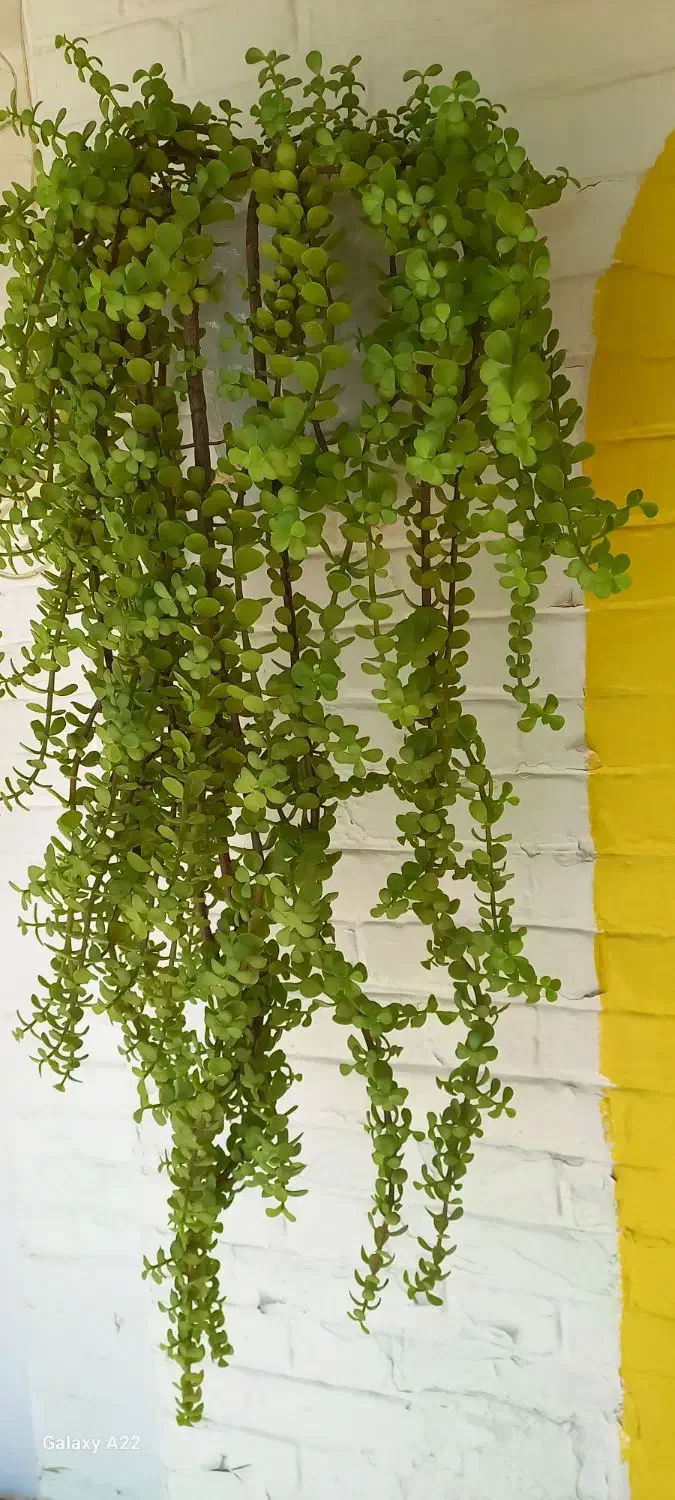 گل وگلدان|گل و گیاه طبیعی|آبادان, |دیوار