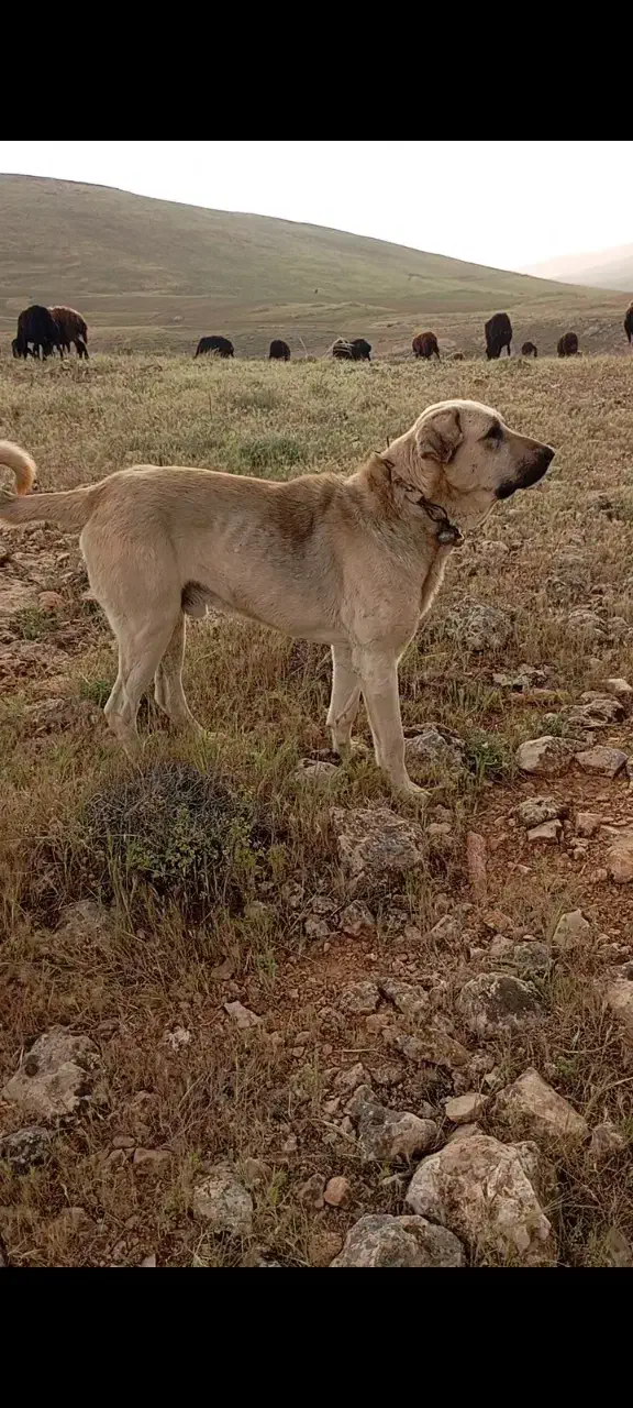 عراقی|سگ|بوکان, |دیوار