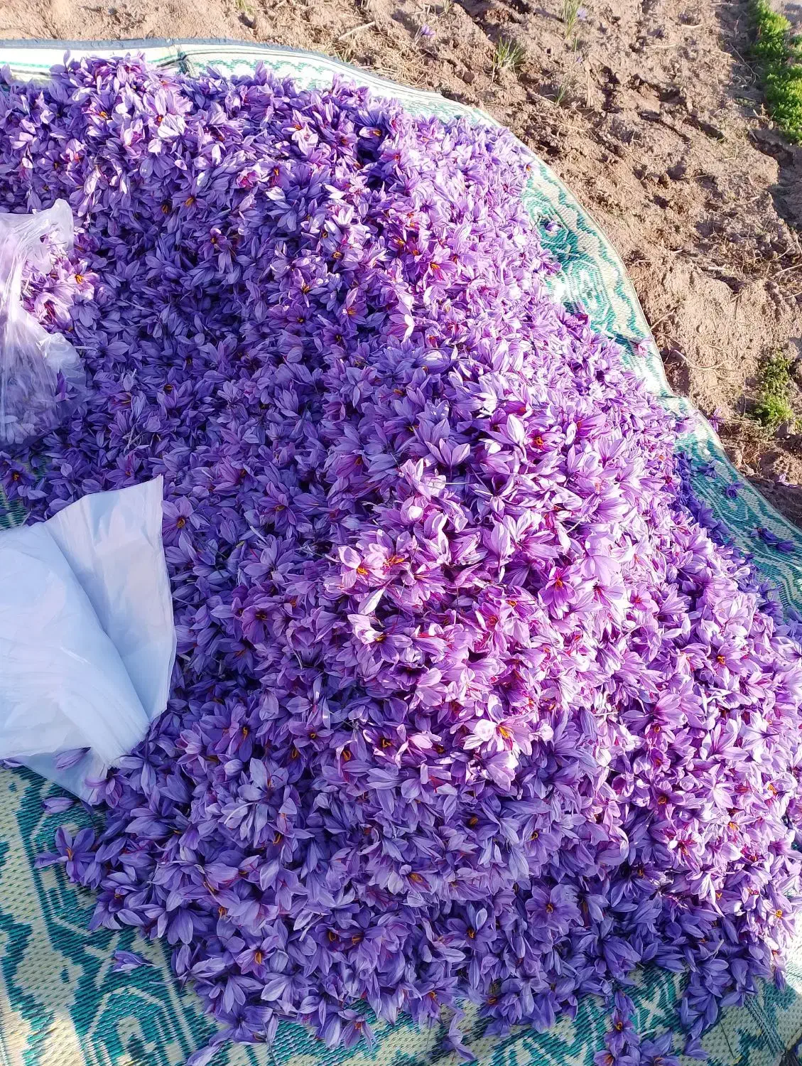 باغ پسته دوهکتاری|فروش دفتر صنعتی، کشاورزی، تجاری|طاغنکوه, |دیوار