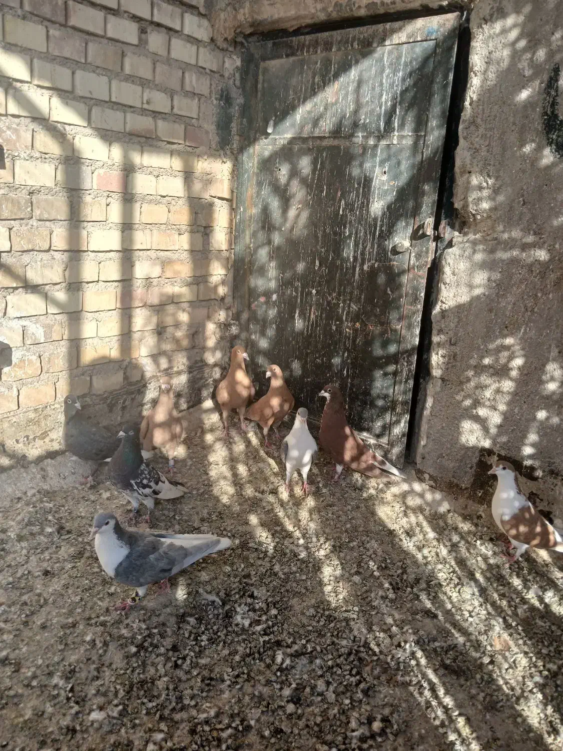 کبوتر دورگ|پرنده|خرمشهر, |دیوار