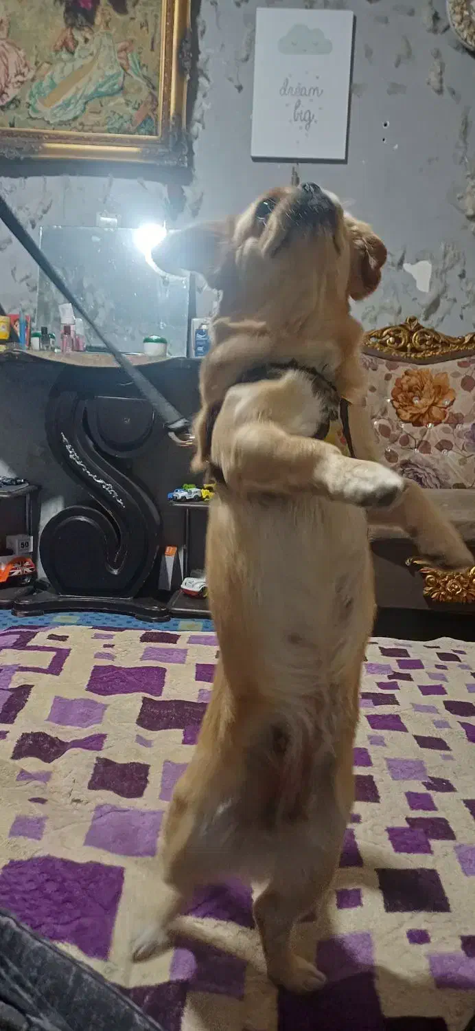 سگ پیکینیز|سگ|ملارد, |دیوار