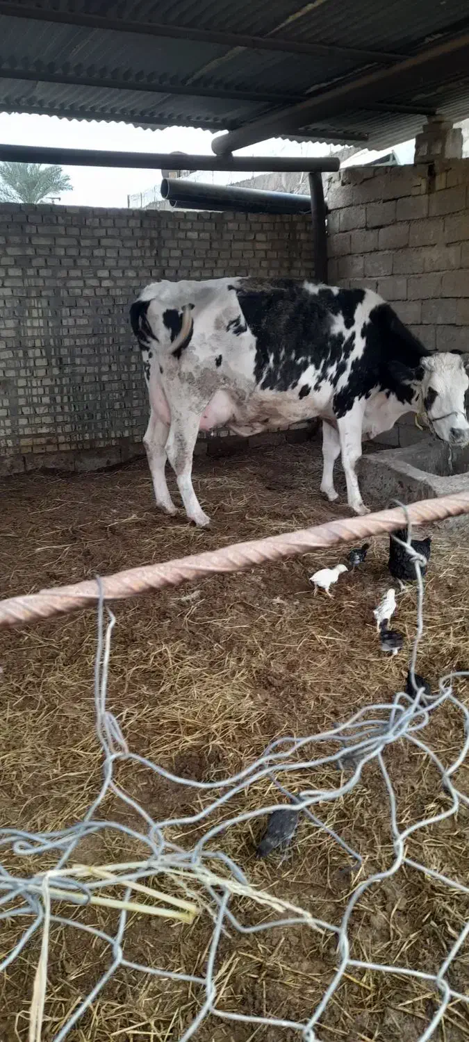 گاو شیری|حیوانات مزرعه|اهواز, پردیس|دیوار