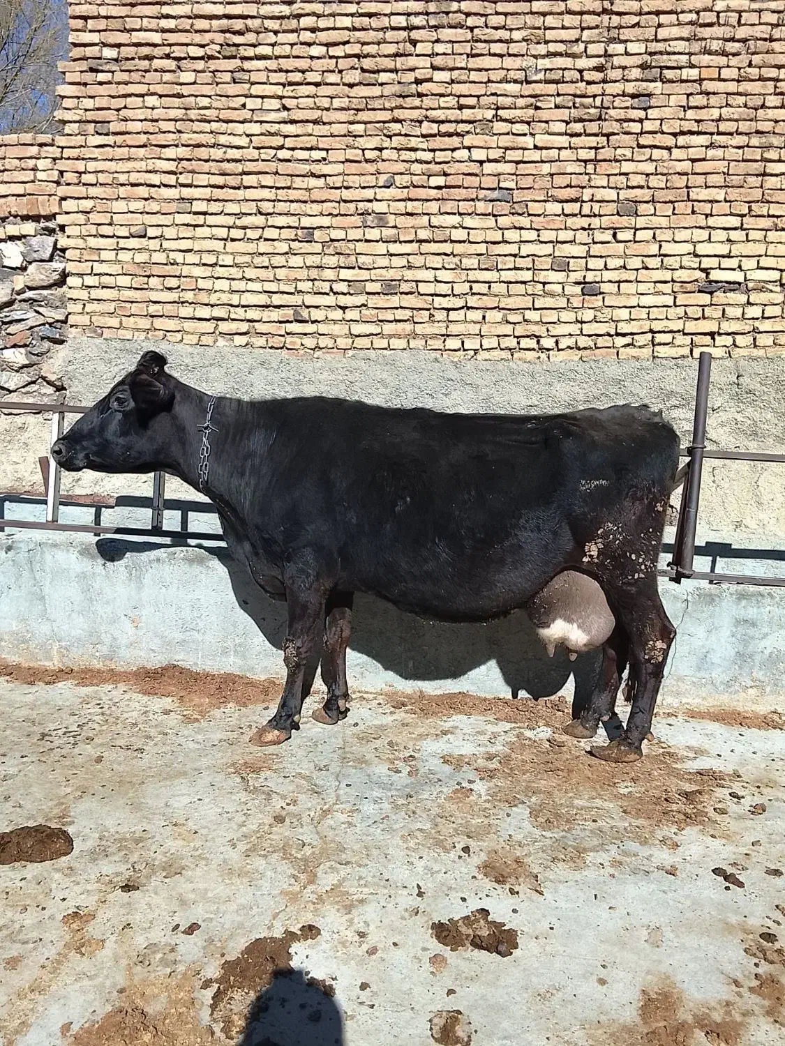 گاو ابستن|حیوانات مزرعه|گلپایگان, |دیوار