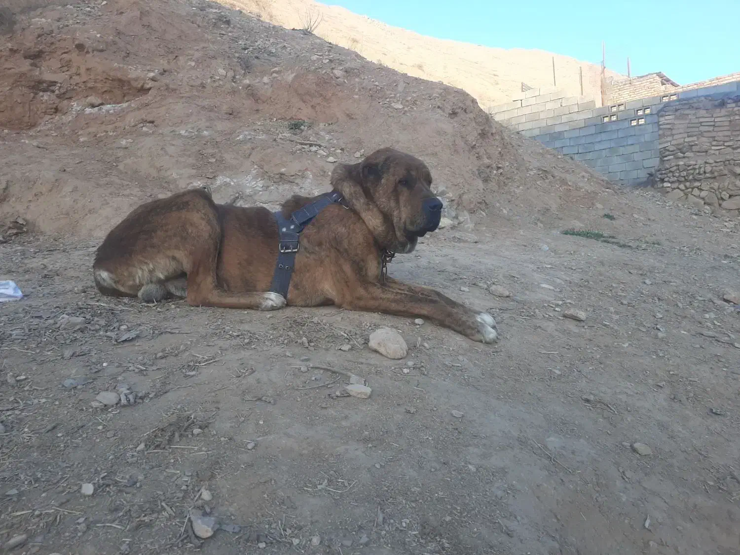 سگ خراسانی|سگ|باخزر, |دیوار