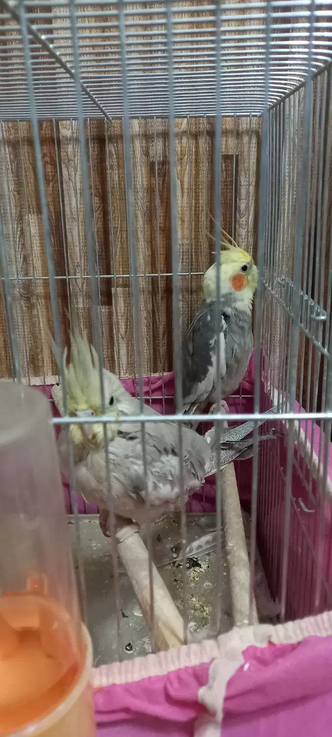 عروس هلندی(نر، ماده)|پرنده|نجف‌آباد, شهدای غربی|دیوار