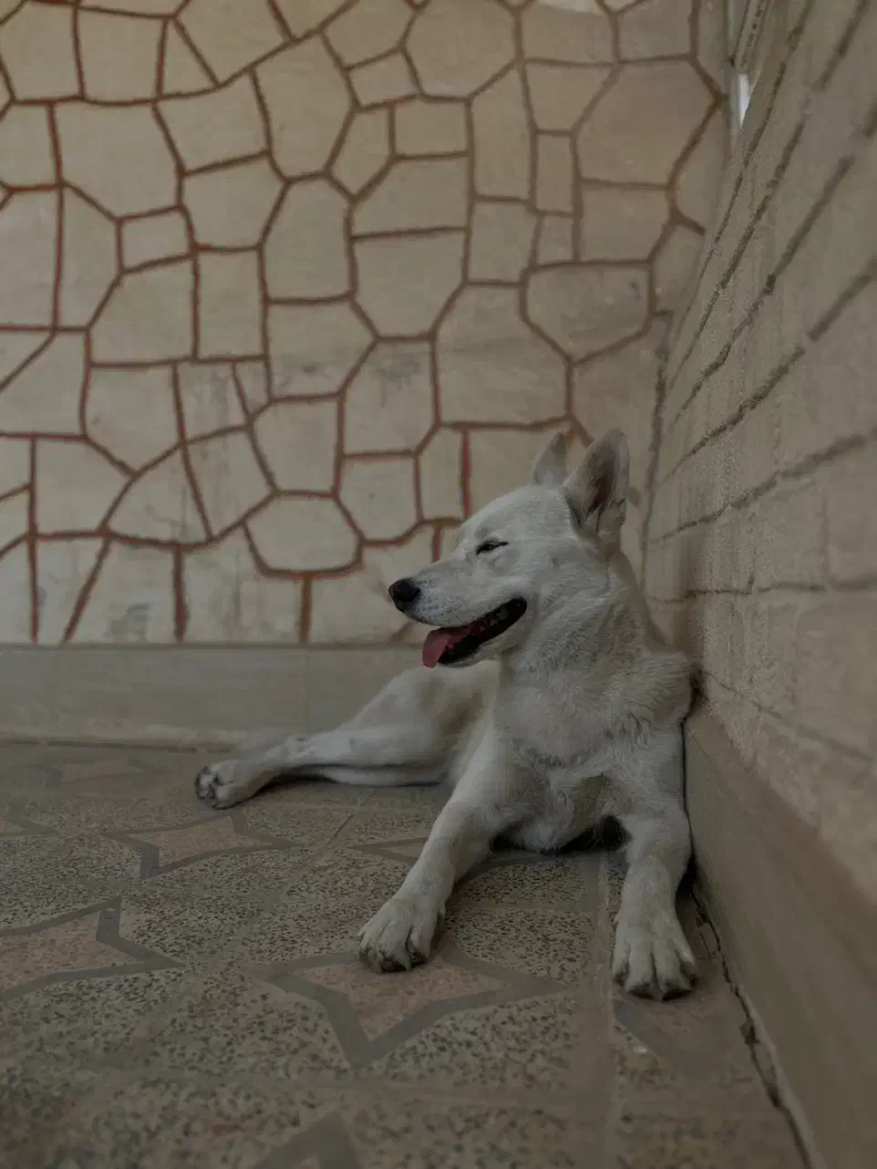 واگذاری سیبرین هاسکی|سگ|شیراز, معالی‌آباد|دیوار