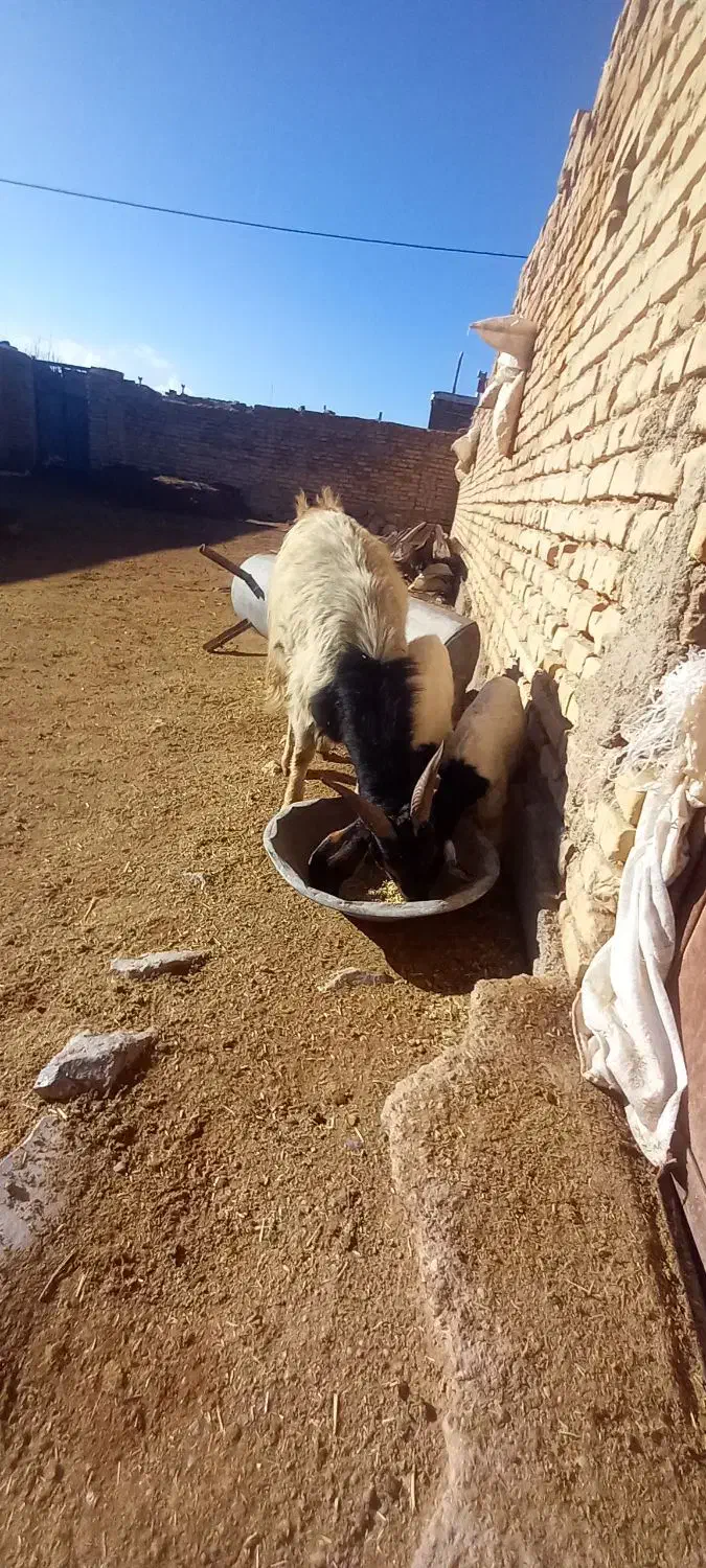 ۱۸۰۰۰|حیوانات مزرعه|خرم بید, |دیوار