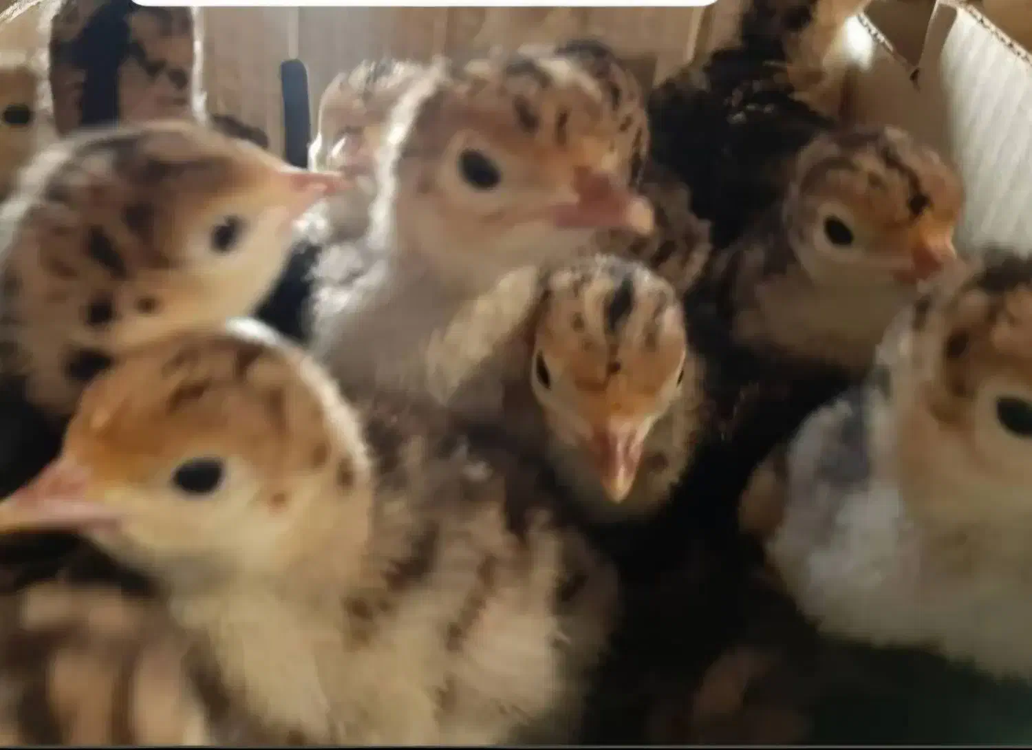 جوجه بوقلمون یک روزه برنز|حیوانات مزرعه|ابهر, |دیوار