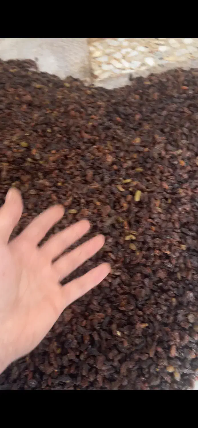 کشمش شیرین|خوردنی و آشامیدنی|لاهیجان, انقلاب|دیوار