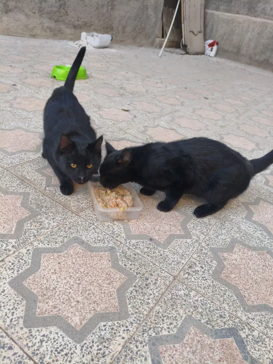 گربه / گربه خانگی / واگذاری|گربه|تویسرکان, |دیوار