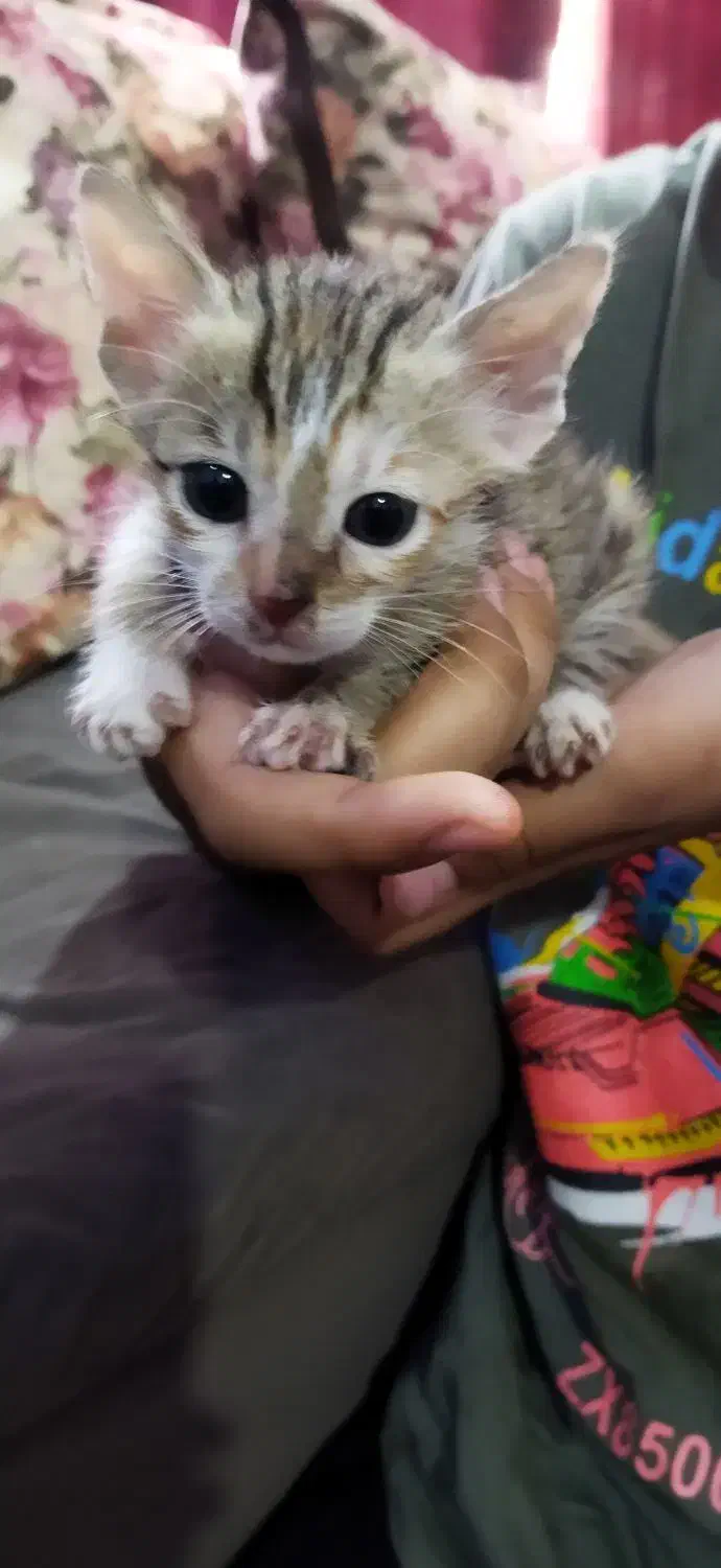 واگذاری گربه|گربه|بندر ماهشهر, |دیوار