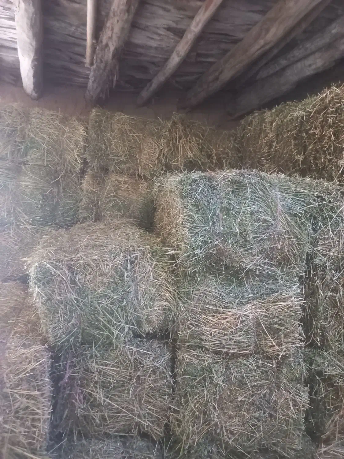 یونجه|خدمات باغبانی و درختکاری|بجنورد, |دیوار