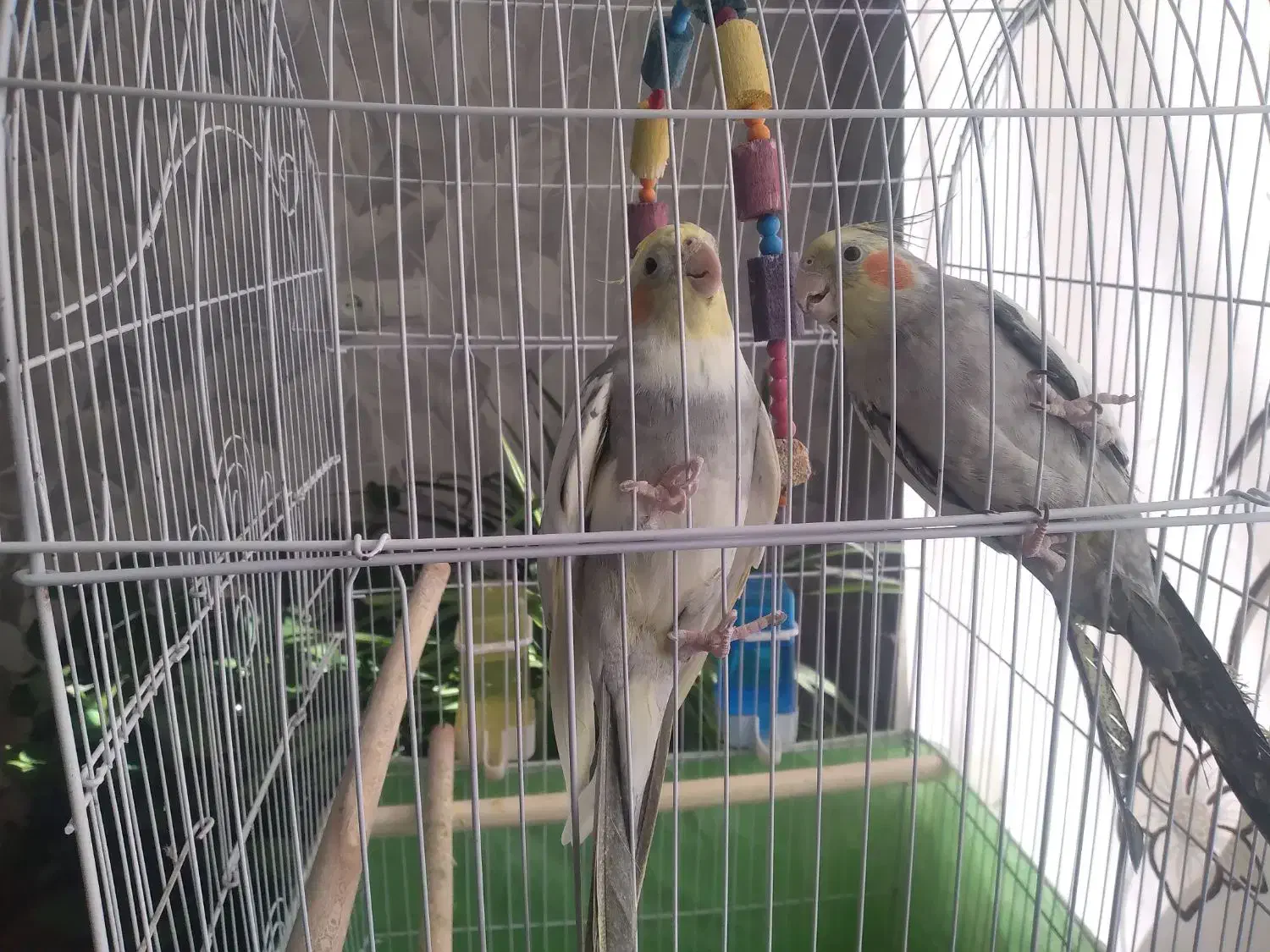 عروس هلندی سخنگو|پرنده|الیگودرز, |دیوار