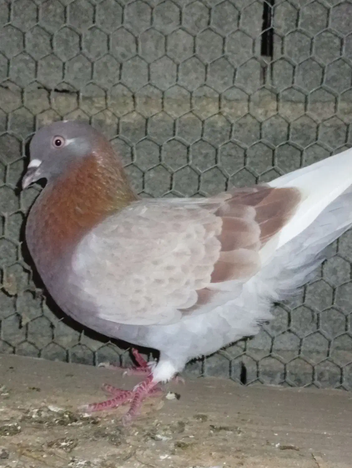 کبوتر ارزان|پرنده|کوهی‌خیل, |دیوار