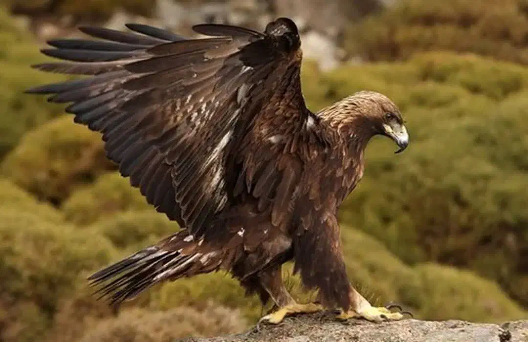 شرکت خدمات نظافت «عقاب»|خدمات نظافت|دورود, |دیوار