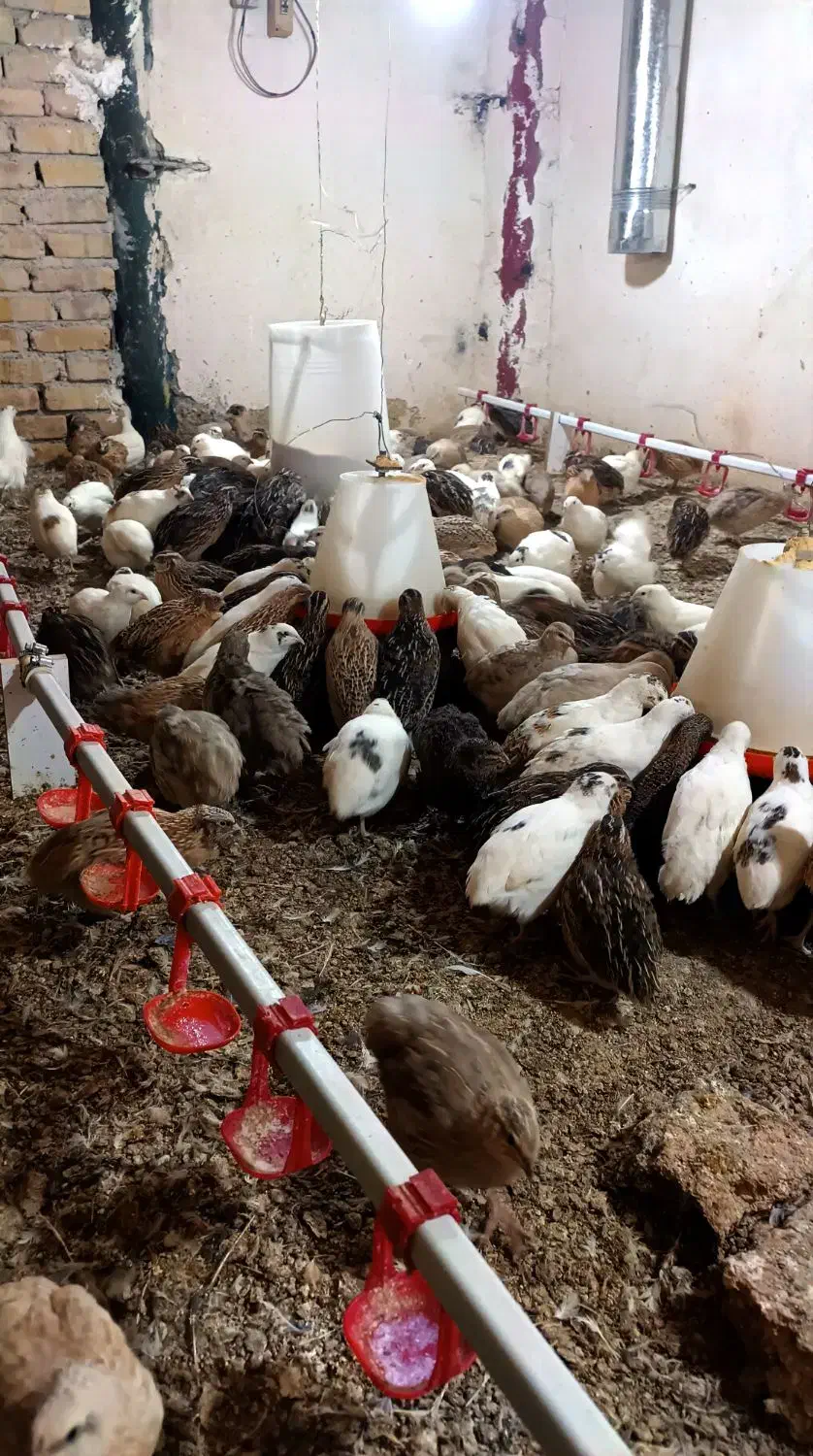 فروش جوجه بلدرچین یک روزه و تخم گذار|حیوانات مزرعه|محمدشهر, شهرک چمران|دیوار