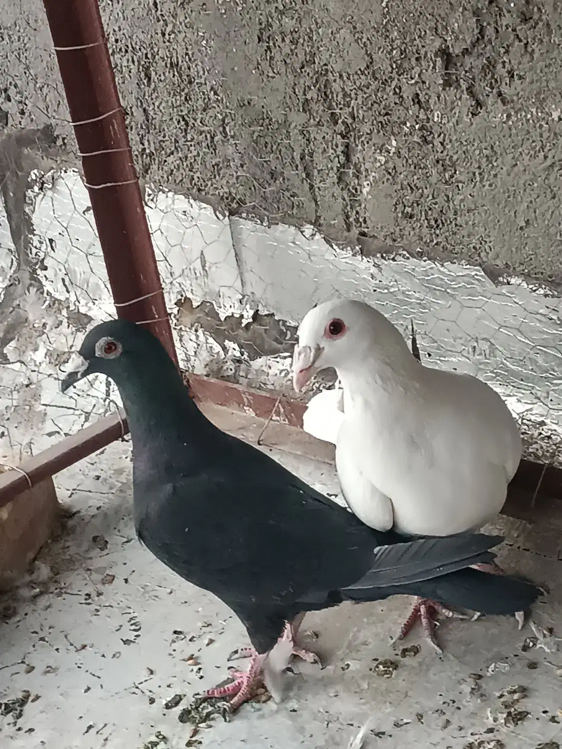 جفت فروشی|پرنده|فردوس (خراسان), |دیوار