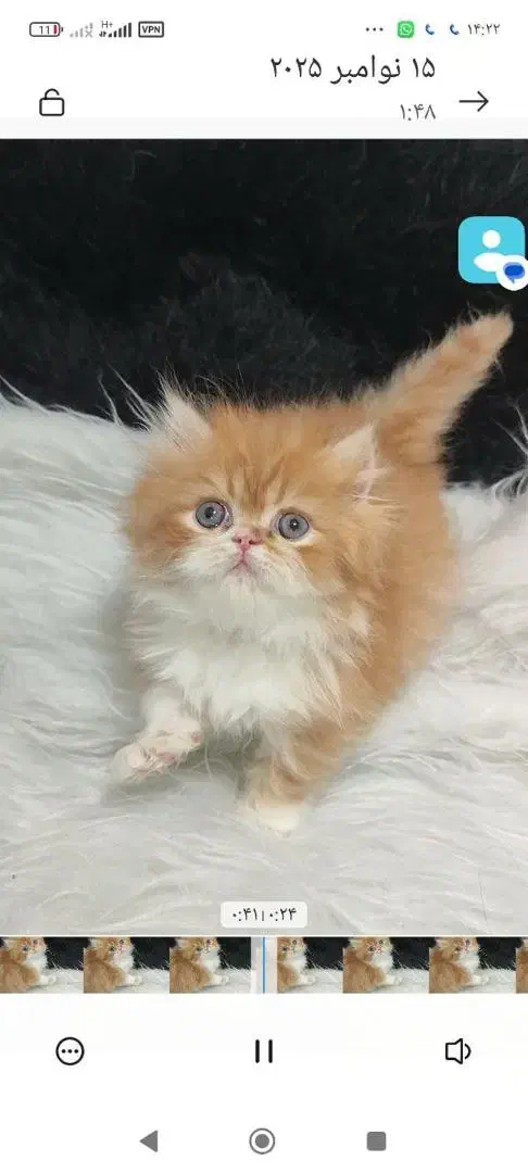 فروش پسر خوشگل پرشین|گربه|لاهیجان, لیالستان|دیوار