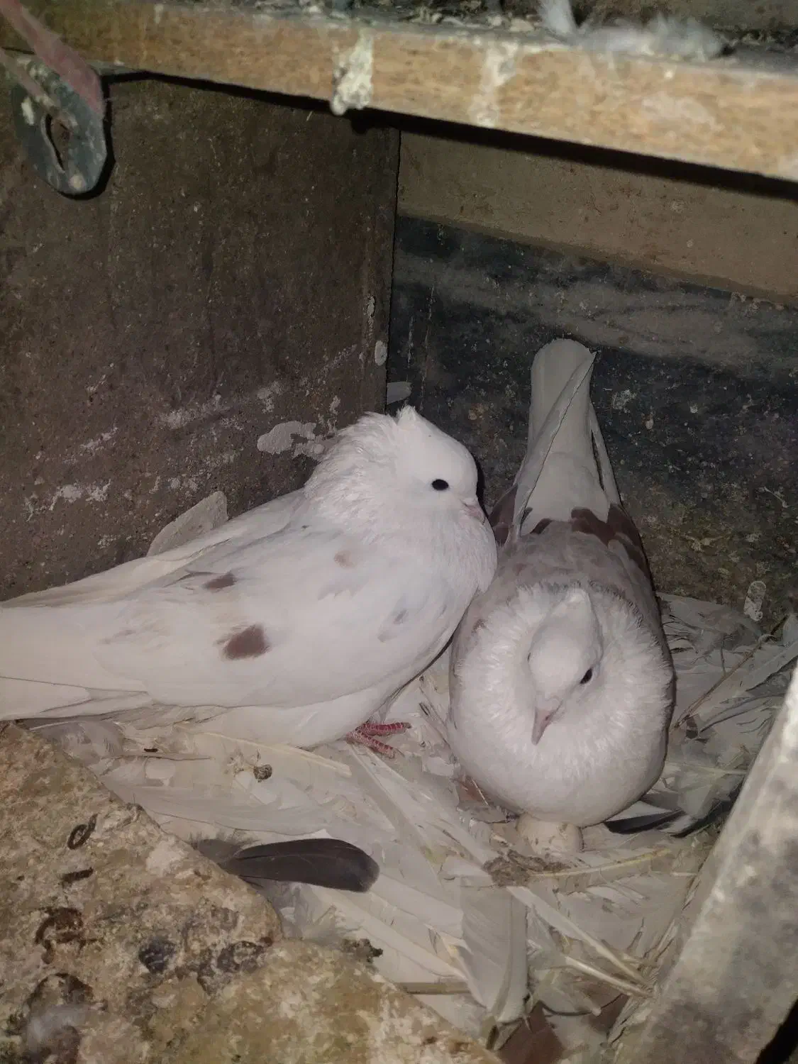 کبوترشونی وطوقی|پرنده|سیلاخور, |دیوار