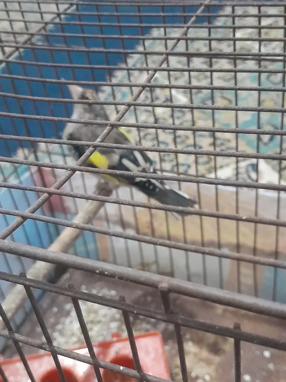 سهره دهبکری|پرنده|جیرفت, |دیوار