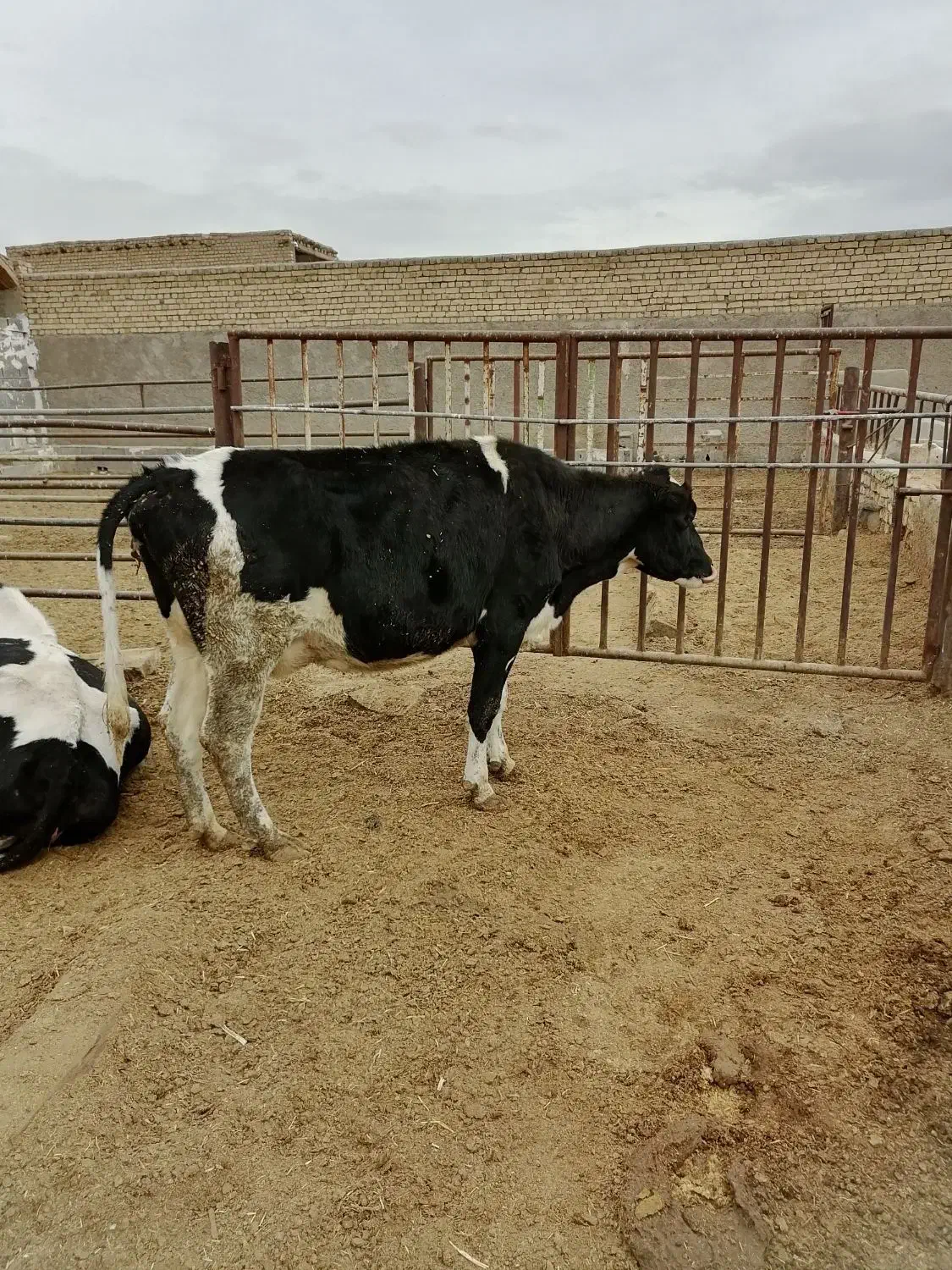 گاووگوساله|حیوانات مزرعه|مبارکه, |دیوار