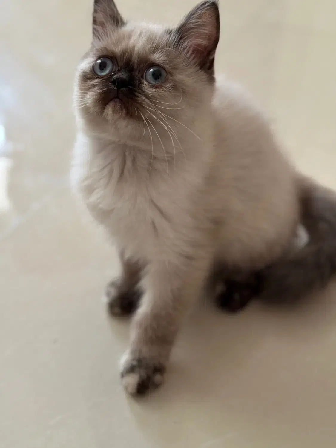 یک عدد گربه ماده|گربه|نیشابور, شهرک فیروزه|دیوار