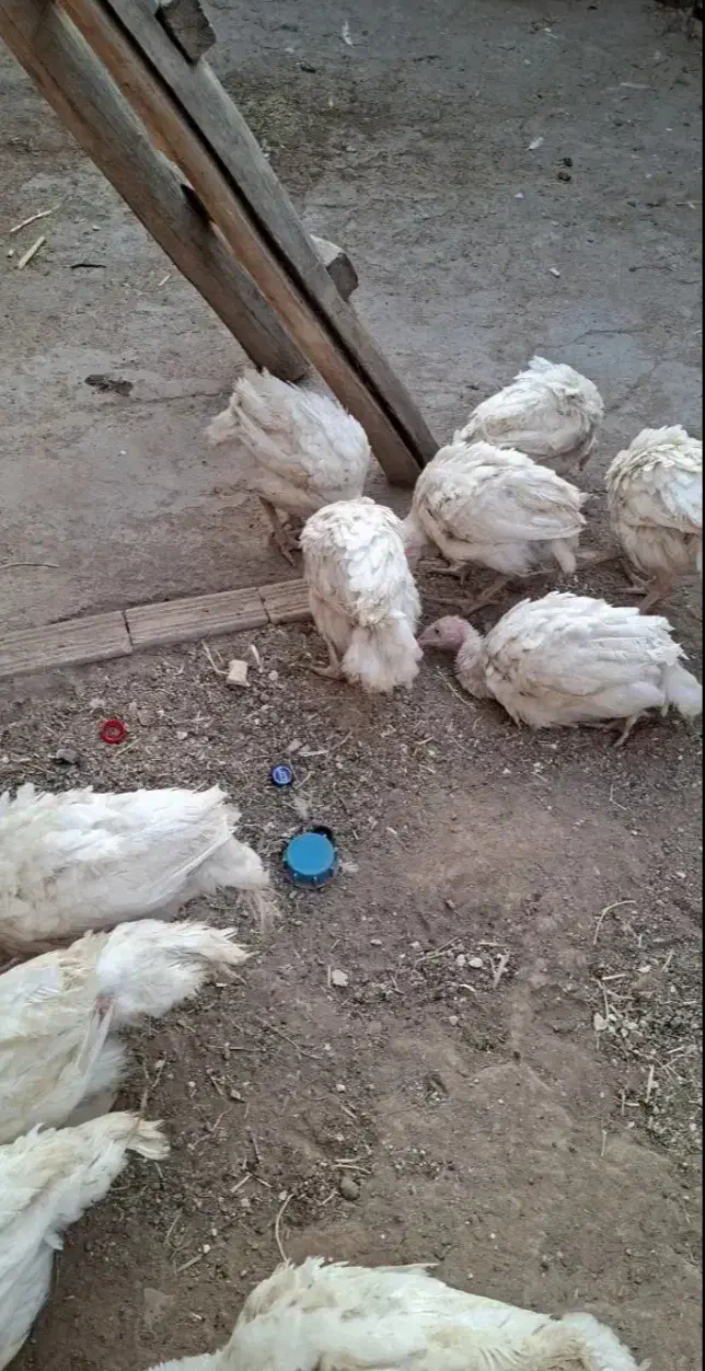 مرغو خروس وبوقلمون بیوتی 6 فوق سنگین|حیوانات مزرعه|الوند, |دیوار