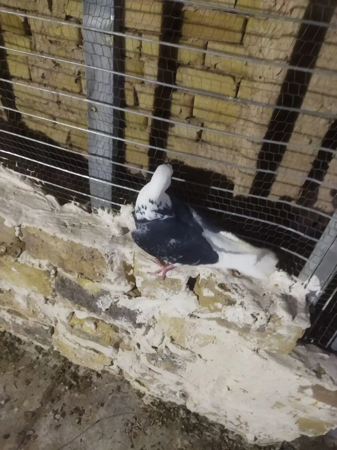 نر ابلغ دم سفید خوشگل به ضمانت همه چی|پرنده|رشتخوار, |دیوار