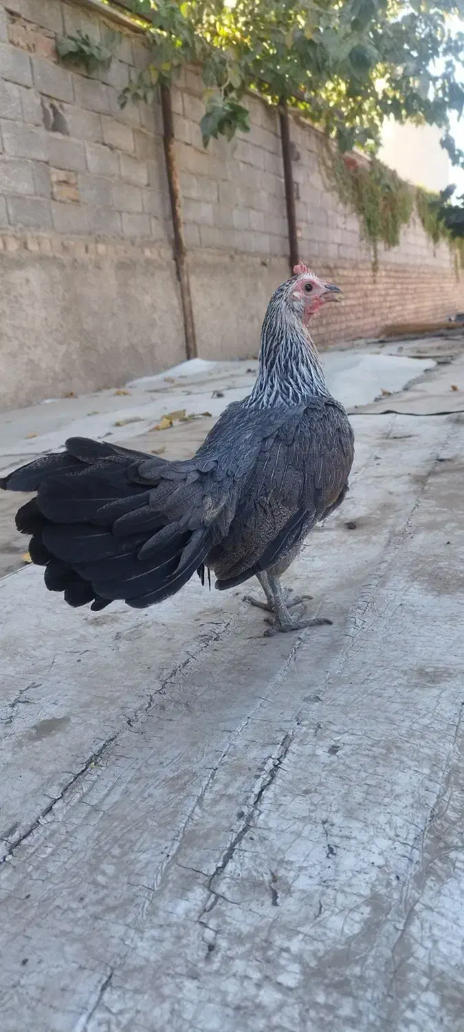 مرغ.  خروس.  طوطی|حیوانات مزرعه|محمدشهر, محمدشهر|دیوار