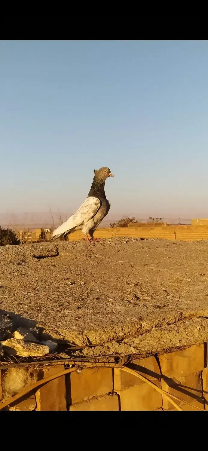 کبوترسینه سیاه  کله سبز ساده کاکل طوقی شازده سرور|پرنده|مشهد, امیریه|دیوار