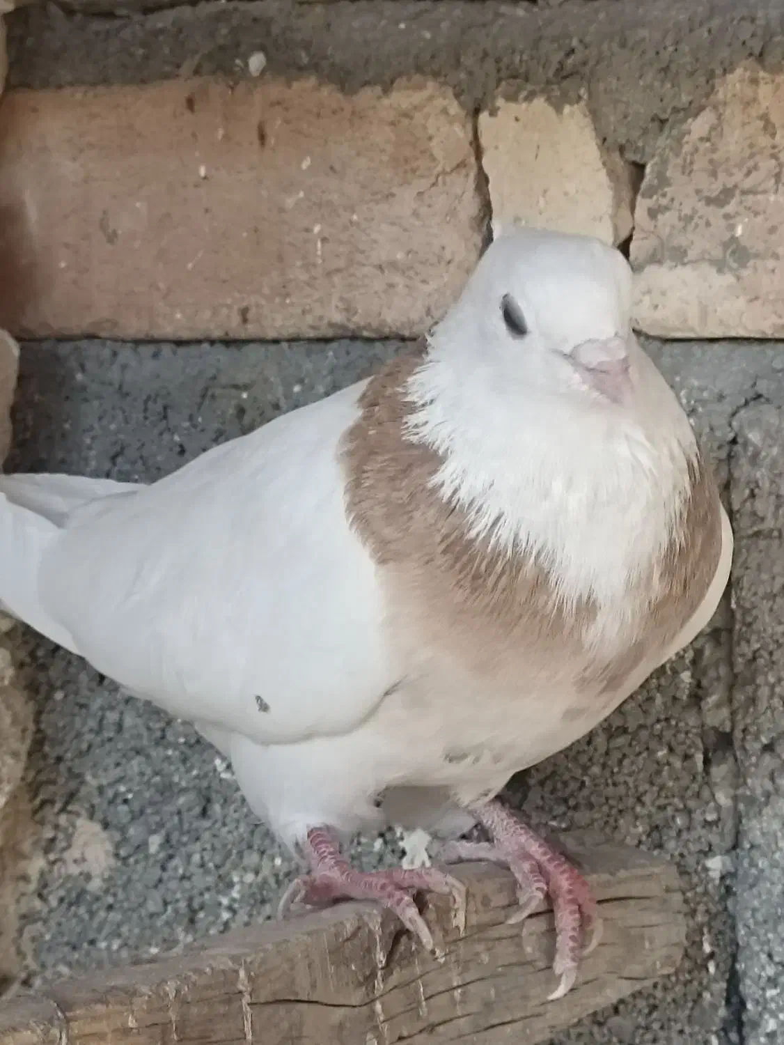 طوقی غریب گیری رباط کریم|پرنده|رباطکریم, حصار مهتر|دیوار