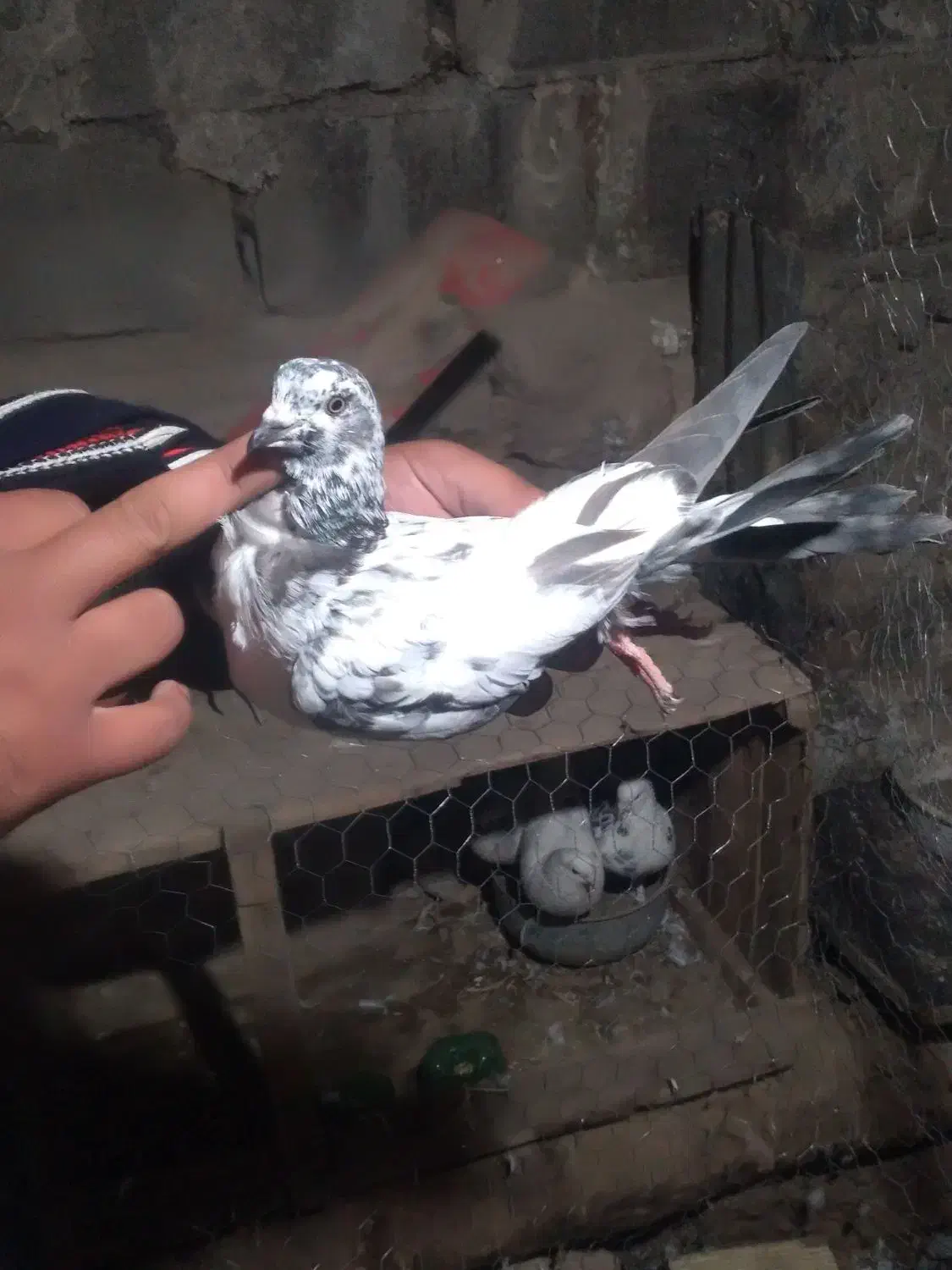 کفتر خوب درجه یک ۶عددیک میلیون|پرنده|مشگین شهر, |دیوار