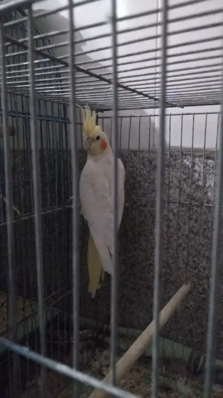 فروش عروس هلندی ماده|پرنده|برخوار, |دیوار