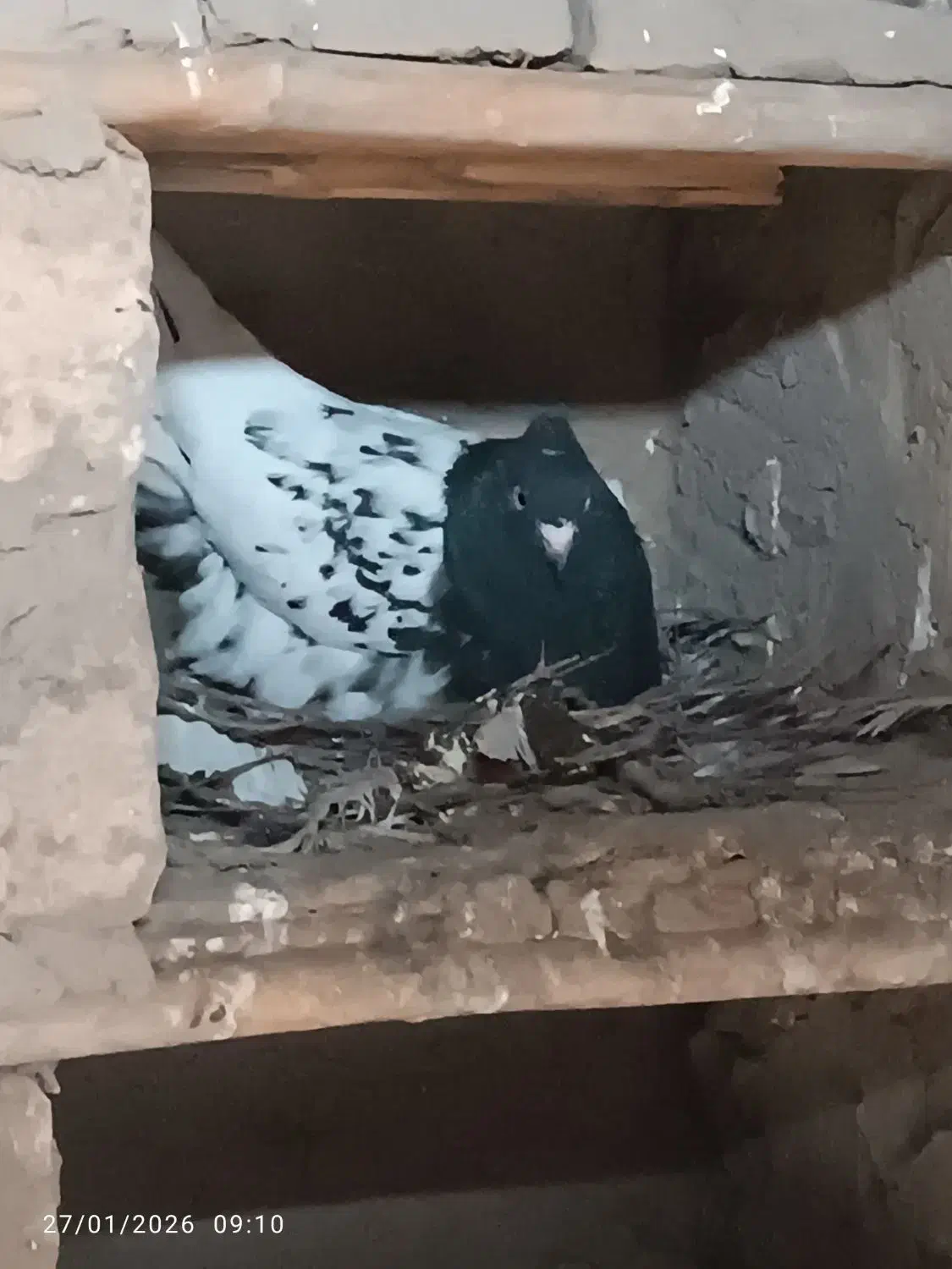 کله|حیوانات|گنبد کاووس, |دیوار