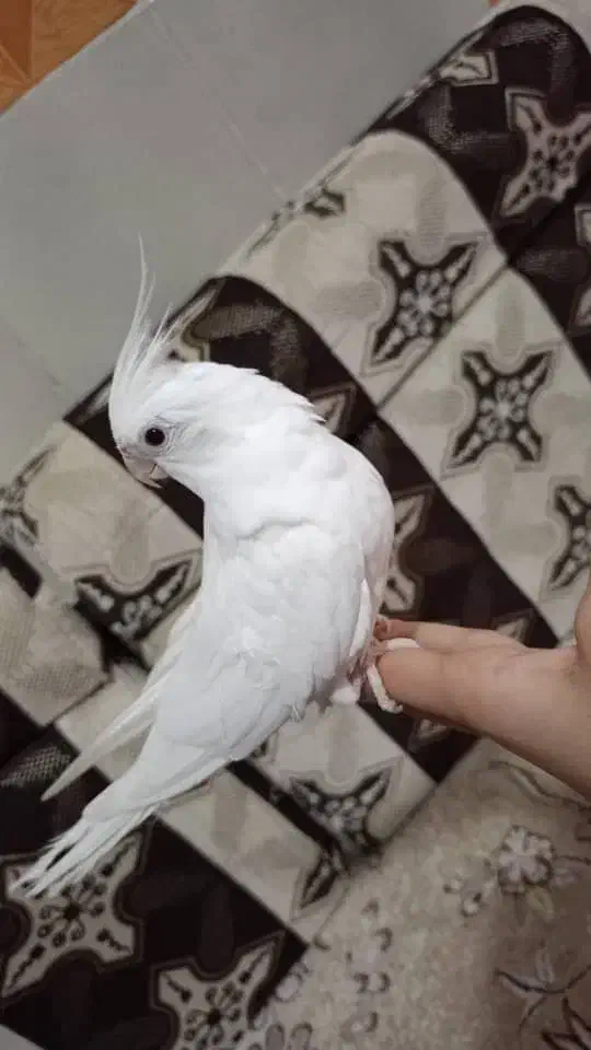 عروس هلندی|پرنده|شادگان, |دیوار