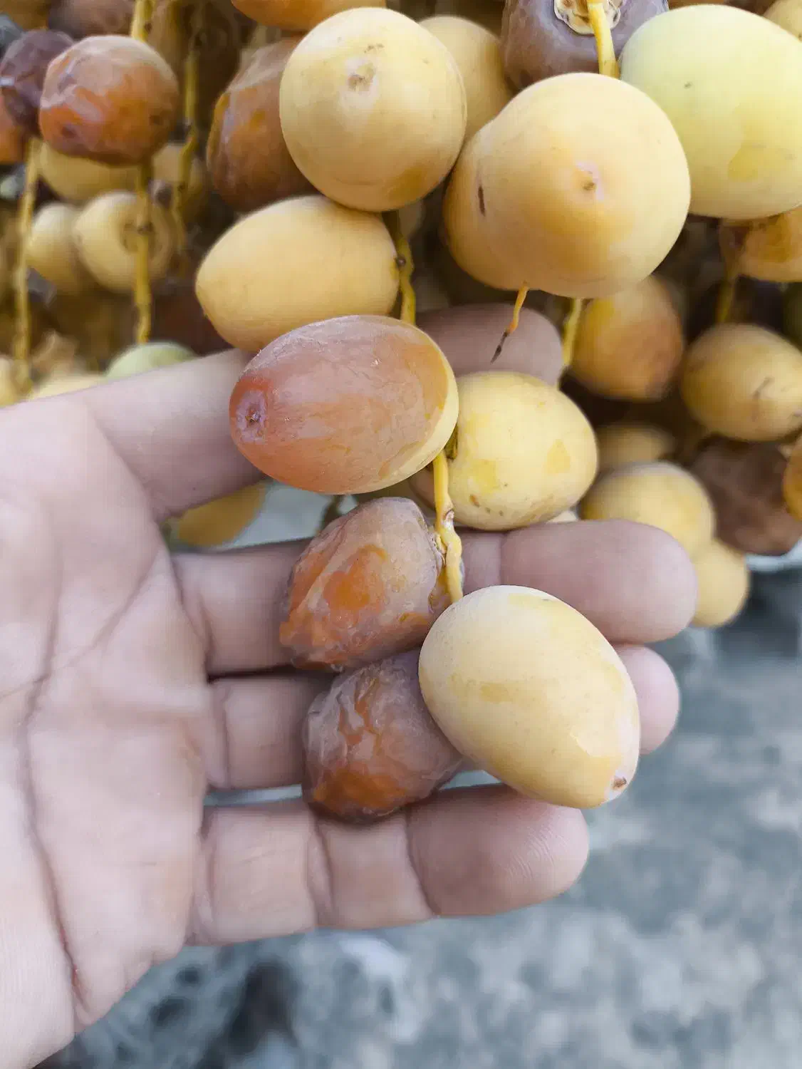 دمیت برحی|گل و گیاه طبیعی|آبپخش, |دیوار