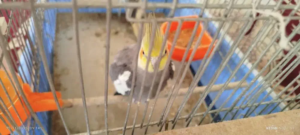 یک جفت عروس هلندی|پرنده|خمینی‌شهر, |دیوار