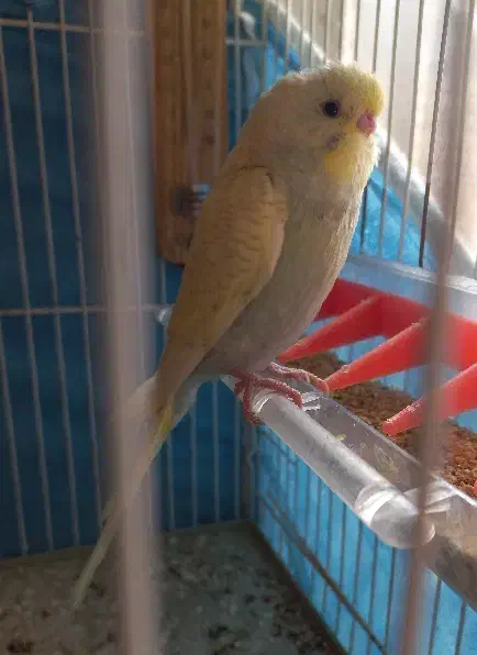 مرغ عشق|پرنده|تربت جام, یحیی آباد|دیوار