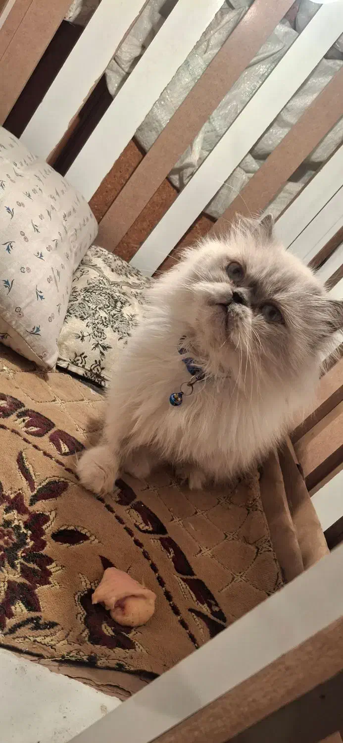 گربه پرشین|گربه|تربتحیدریه, کلاته توکلی|دیوار