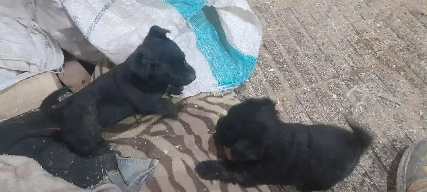 سگ شیتزو|سگ|سبزوار, مدرس|دیوار