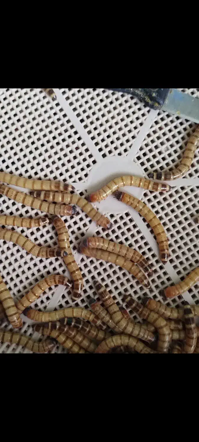 میلورم|خزنده|کرج, گلشهر|دیوار