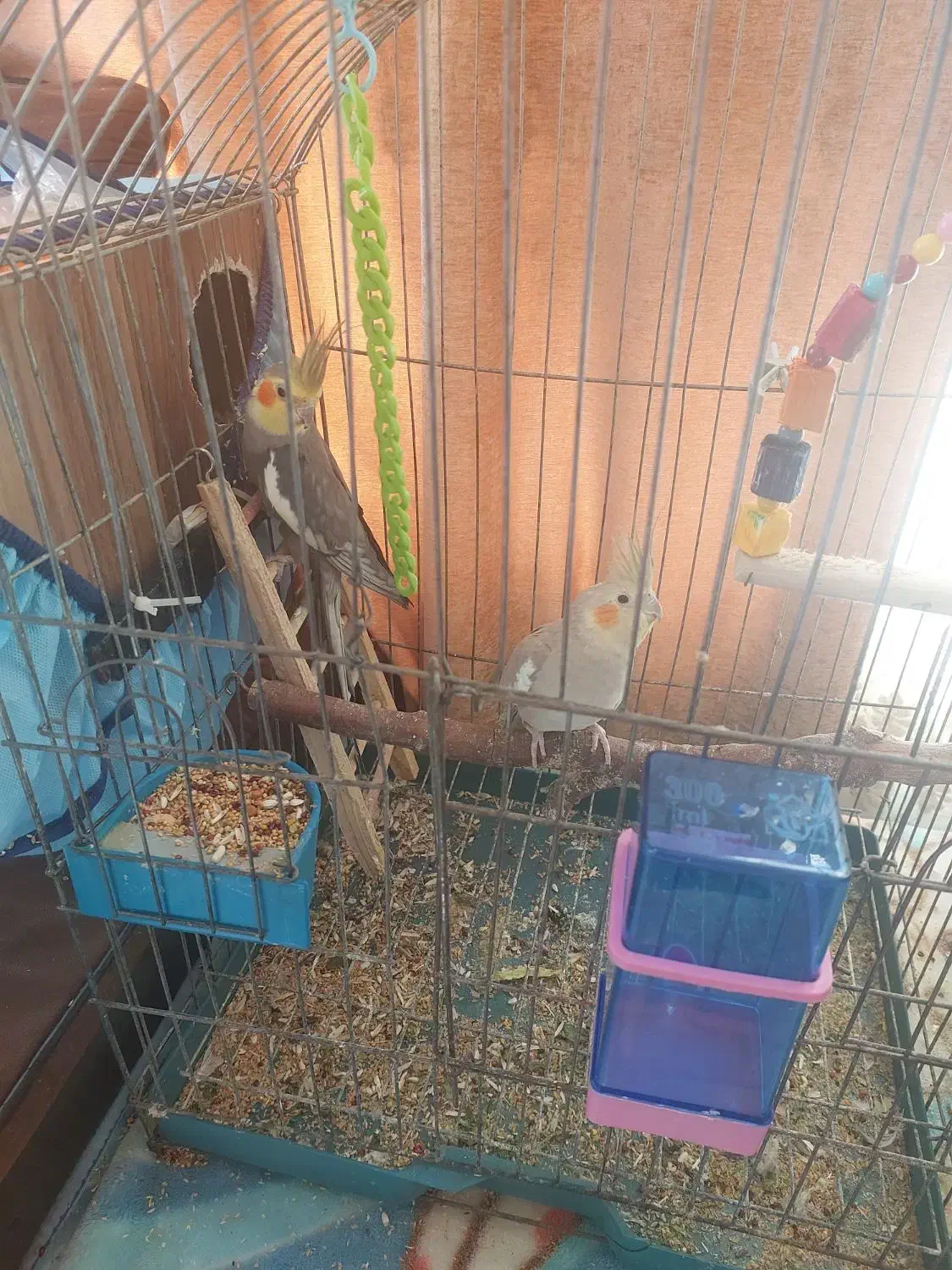 عروس هلندی|پرنده|شیراز, کوشک میدان|دیوار