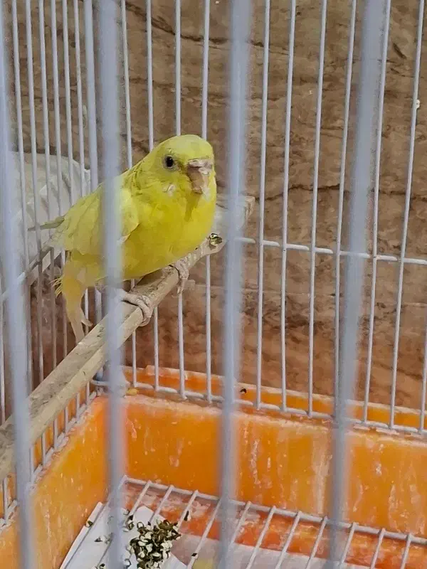 مرغ عشق|پرنده|بومهن, |دیوار