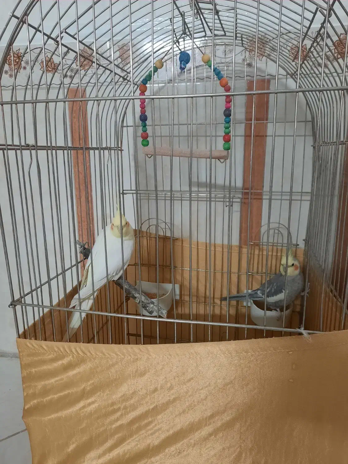 عروس هلندی نر وماده|پرنده|نسیمشهر, |دیوار