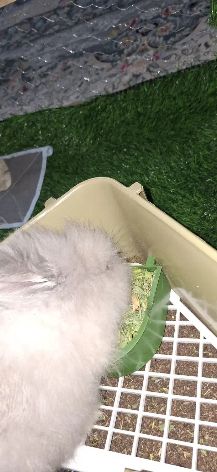 خرگوش|موش و خرگوش|یزد, |دیوار